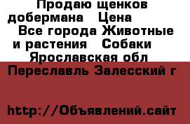 Продаю щенков добермана › Цена ­ 45 000 - Все города Животные и растения » Собаки   . Ярославская обл.,Переславль-Залесский г.